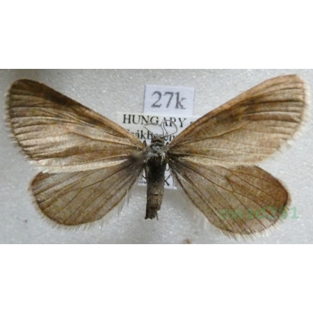 Lignyoptera fumidaria (Hübner, 1825) Hungaria27k